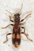 Opilo mollis
